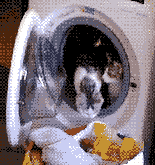 cats in a washing machine (dithered image)